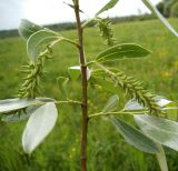 Salix alba