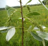 Salix alba. Часть ветви с соплодиями и гнездом цикадки-пенницы. Московская обл., Лотошинский р-н, окр. дер. Савостино. 26.05.2013.