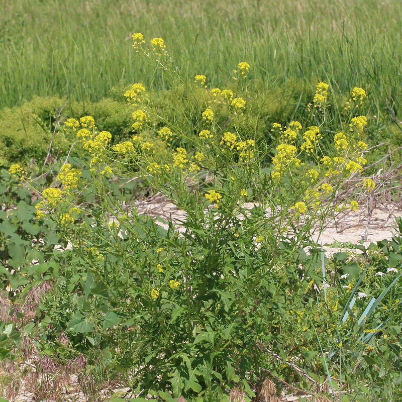 Image of Sisymbrium loeselii specimen.