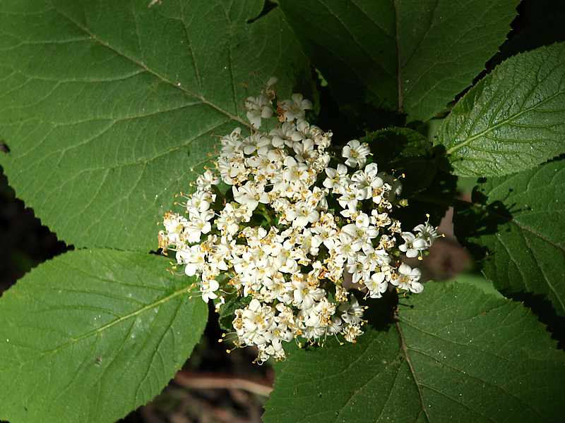 Изображение особи Viburnum lantana.