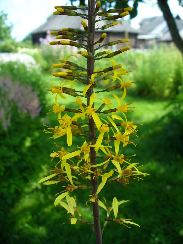 Изображение особи Ligularia przewalskii.