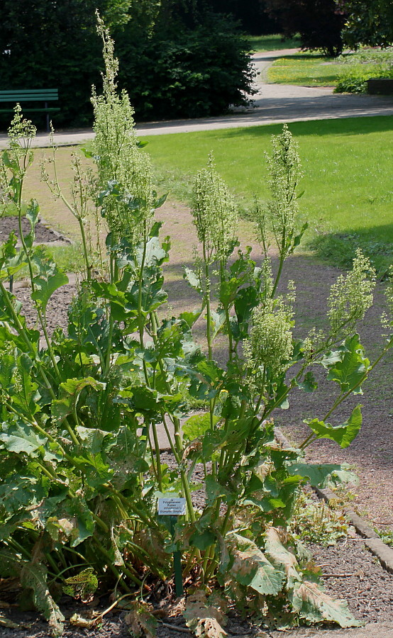 Image of Rumex obtusifolius specimen.