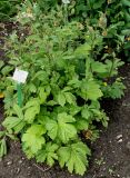 Geum macrophyllum