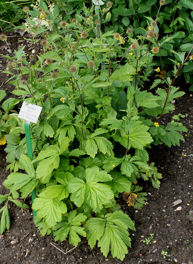 Image of Geum macrophyllum specimen.