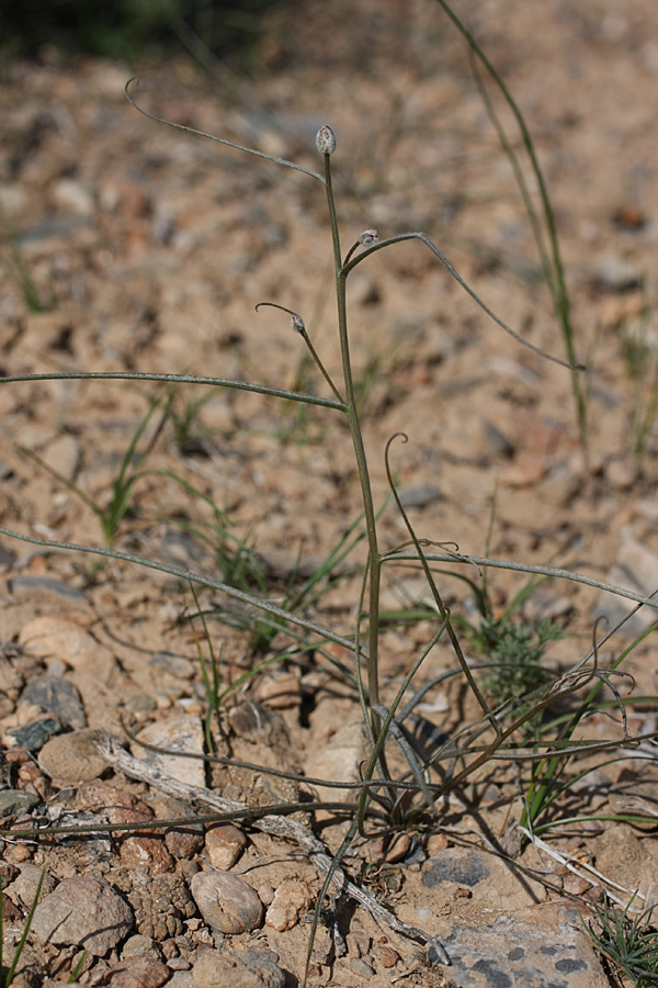 Image of Takhtajaniantha pusilla specimen.