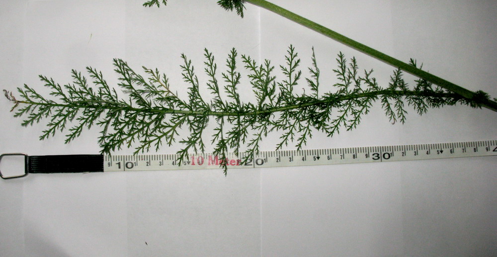 Image of Achillea jenisseensis specimen.