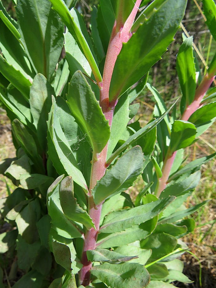 Image of Hylotelephium triphyllum specimen.