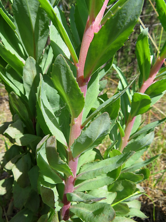 Изображение особи Hylotelephium triphyllum.