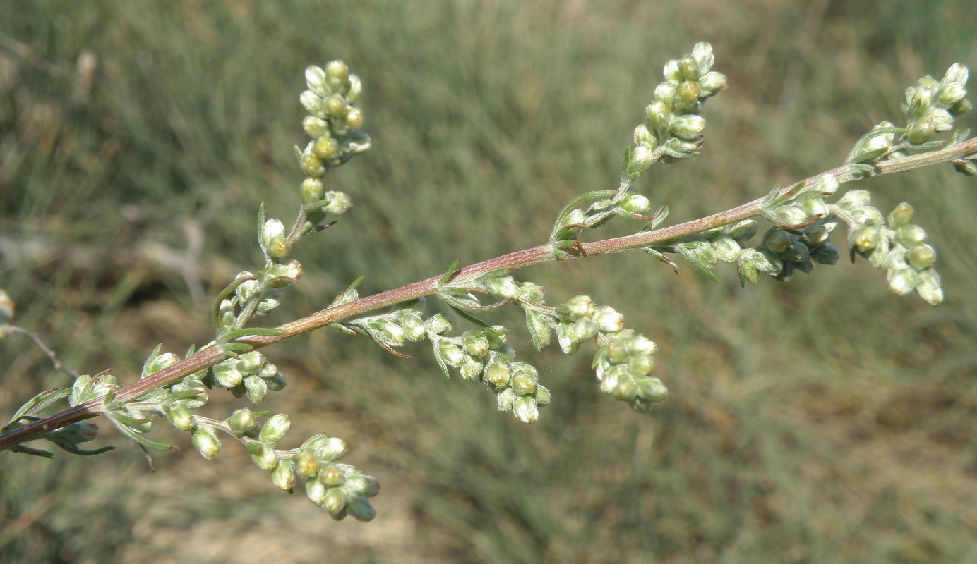 Изображение особи Artemisia arenaria.