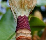 Magnolia grandiflora