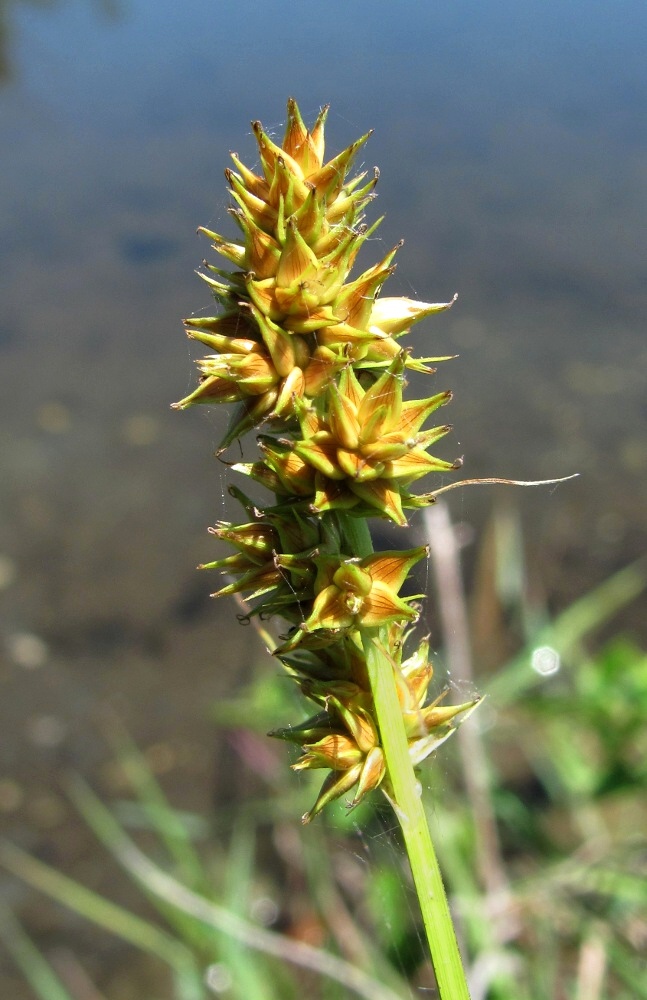 Image of Carex otrubae specimen.