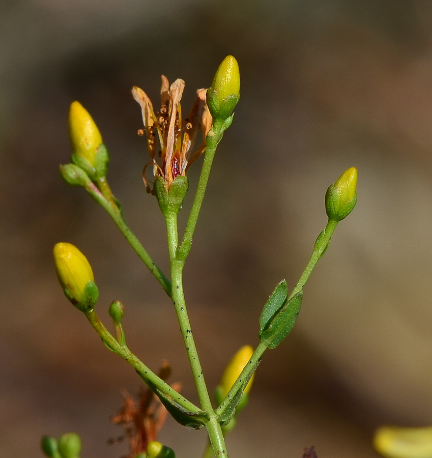 Image of Hypericum triquetrifolium specimen.