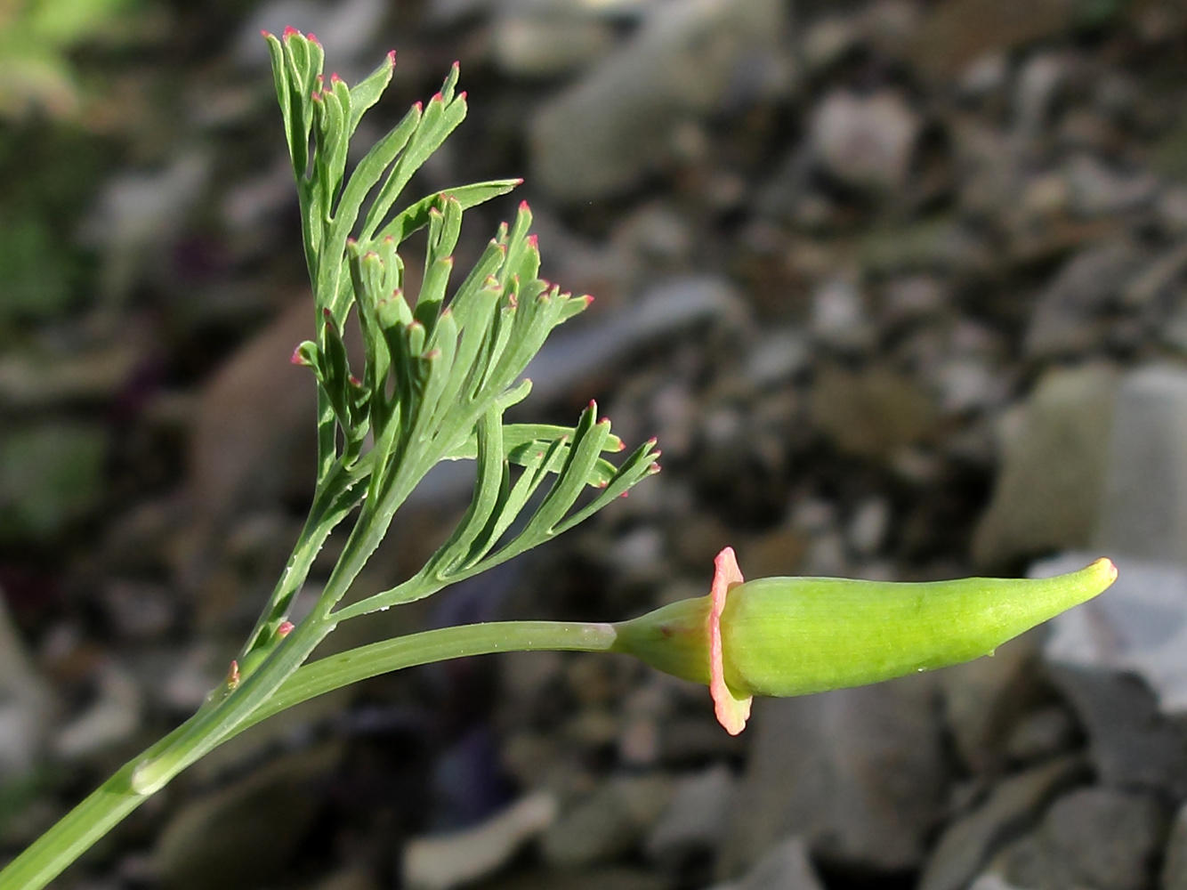 Изображение особи Eschscholzia californica.