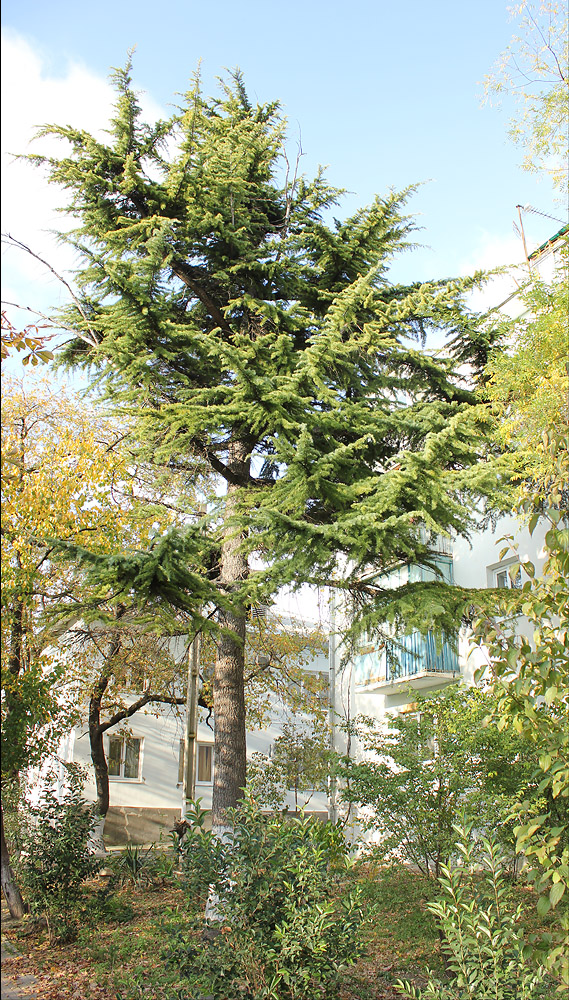 Image of Cedrus deodara specimen.