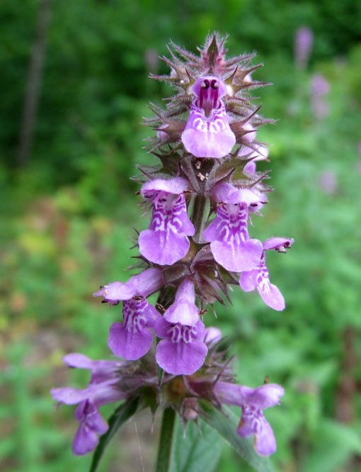 Image of Stachys palustris specimen.