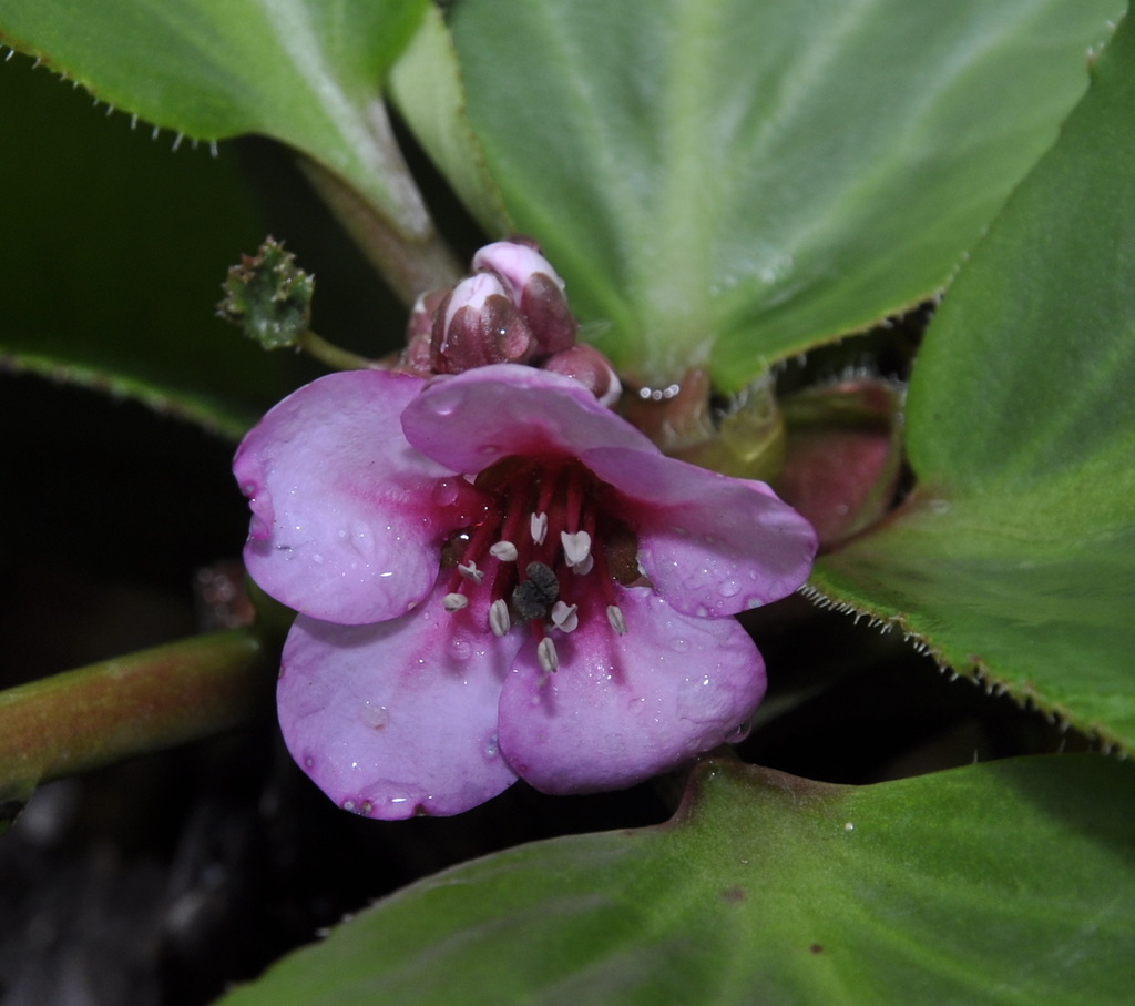 Image of Bergenia crassifolia specimen.