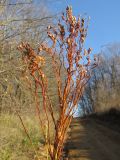 Sorghum saccharatum