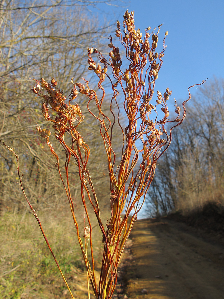 Изображение особи Sorghum saccharatum.