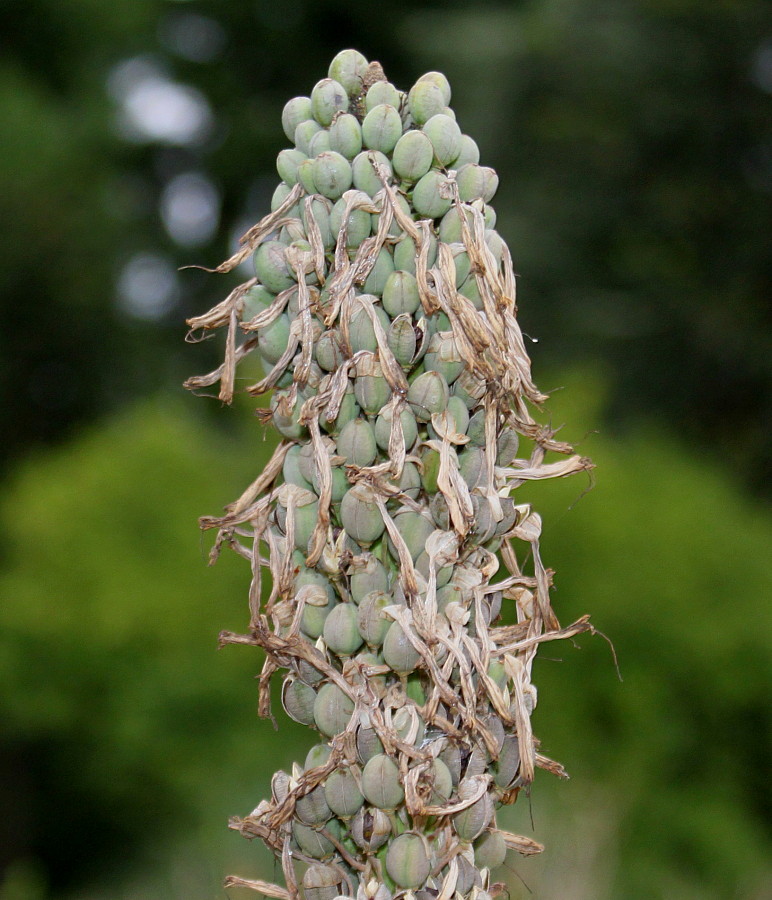 Image of Kniphofia uvaria specimen.