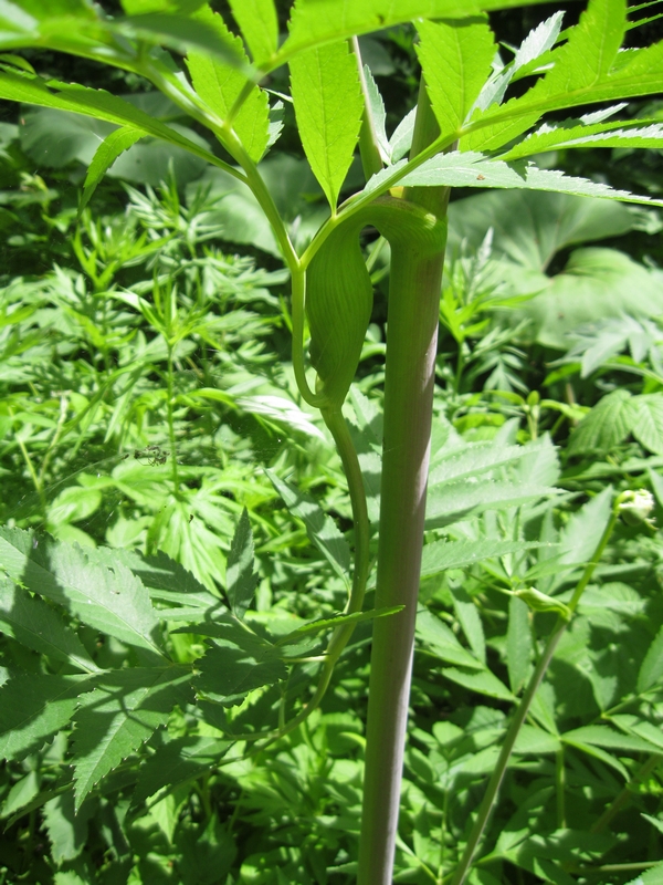 Image of Angelica genuflexa specimen.