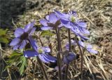 Hepatica nobilis. Цветки. Ленинградская обл., Кингисеппский р-н, берег р. Хаболовка. 25.04.2010.