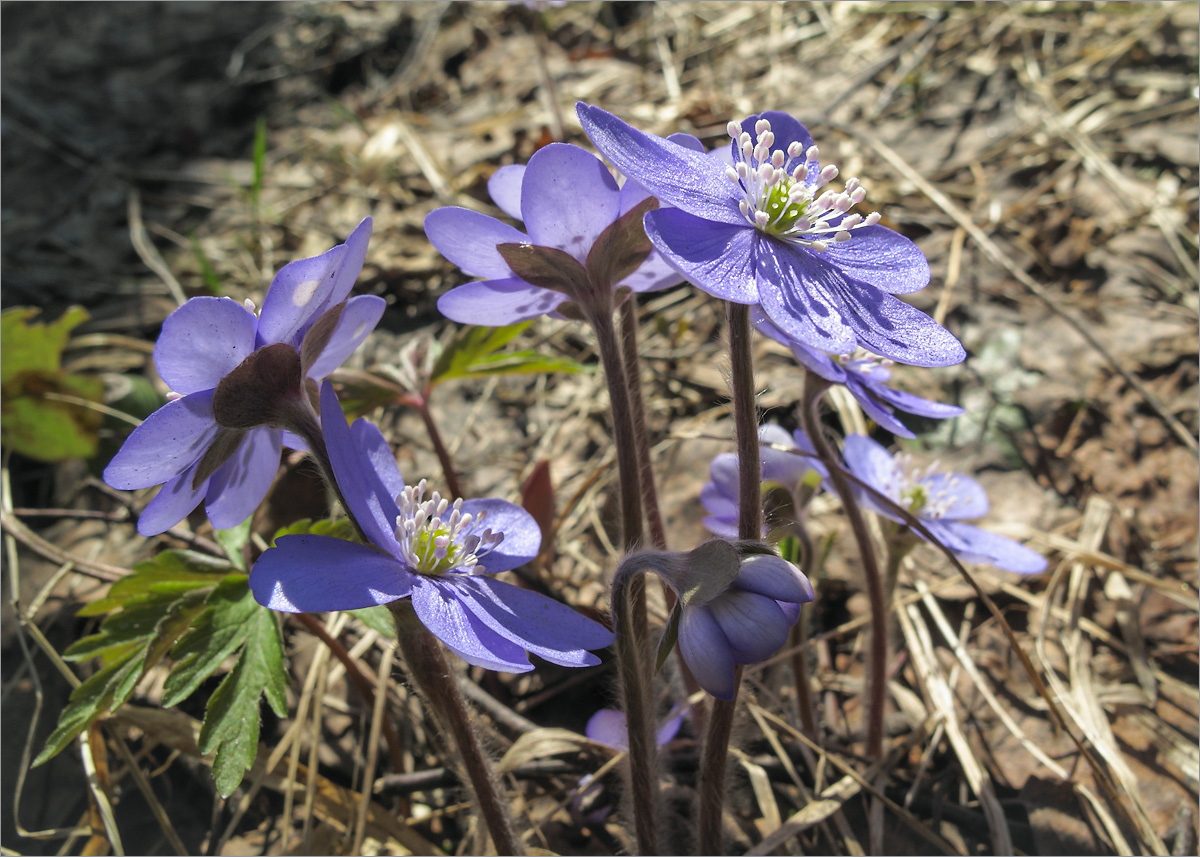 Изображение особи Hepatica nobilis.