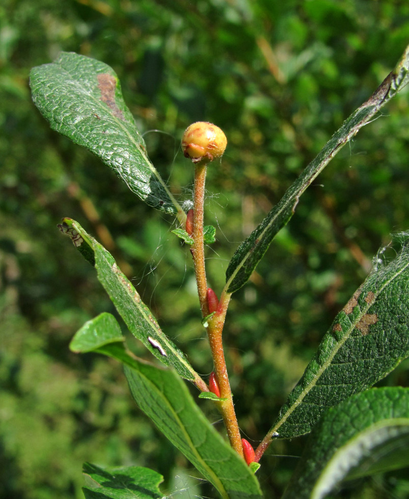 Image of genus Salix specimen.
