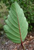 Alnus incana