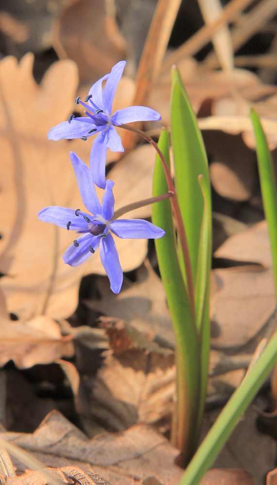 Изображение особи Scilla bifolia.