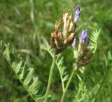 Astragalus danicus. Отцветающие соцветия. Белгородская обл., Губкинский р-н, запов. \"Белогорье\", \"Ямская степь\". 11 июня 2009 г.