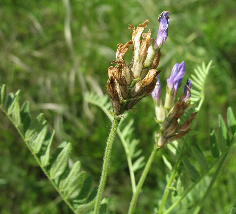 Image of Astragalus danicus specimen.