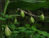 genus Aquilegia