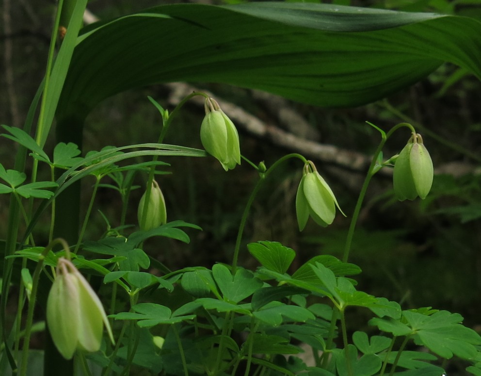 Image of genus Aquilegia specimen.