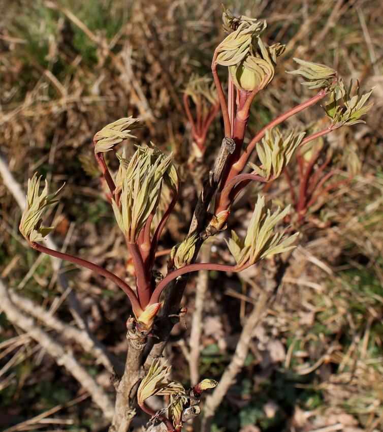 Image of Paeonia suffruticosa specimen.