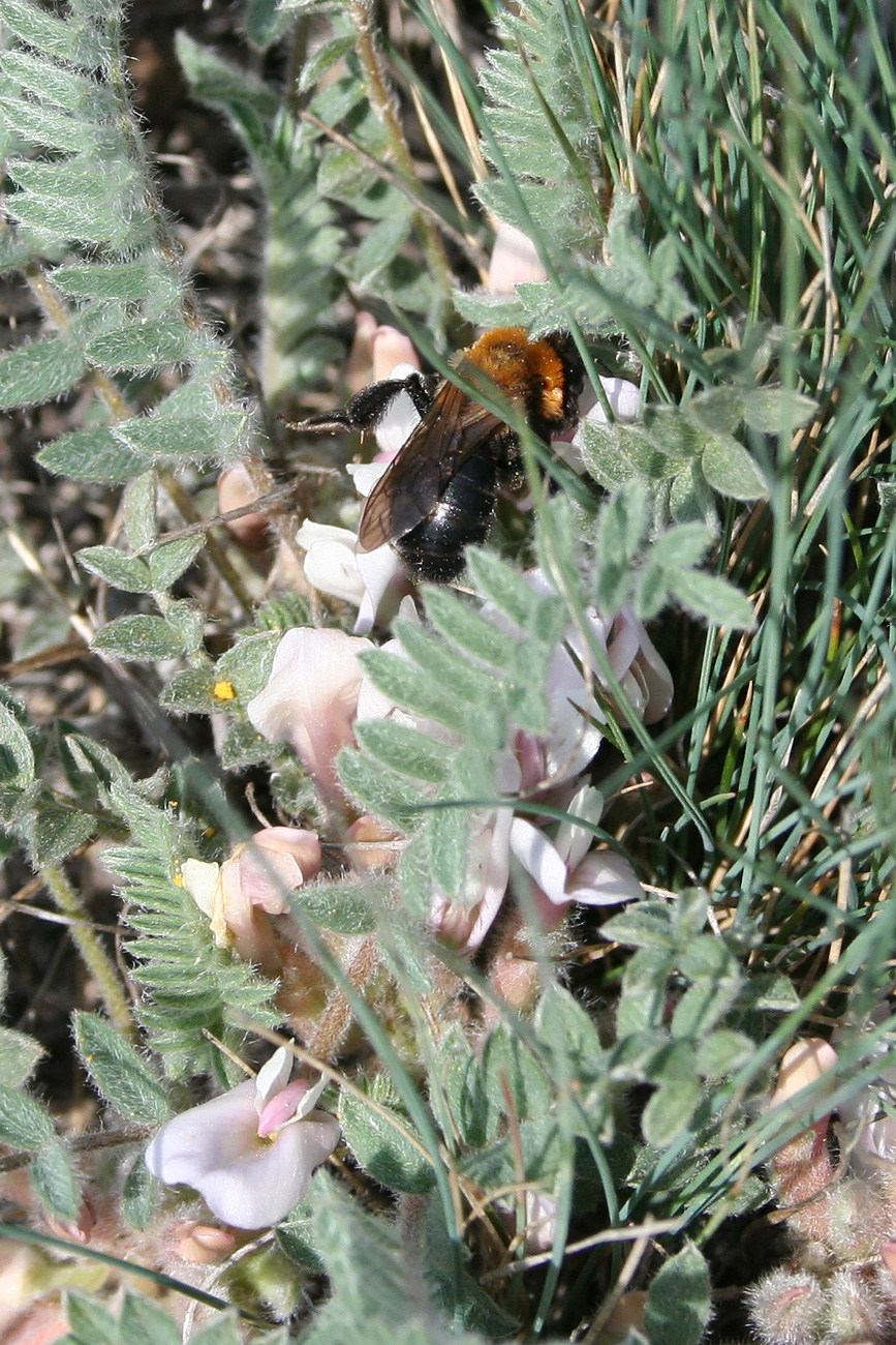 Изображение особи Astragalus testiculatus.