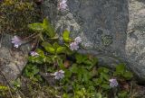 Epilobium anagallidifolium