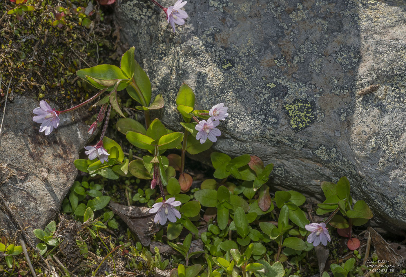 Изображение особи Epilobium anagallidifolium.