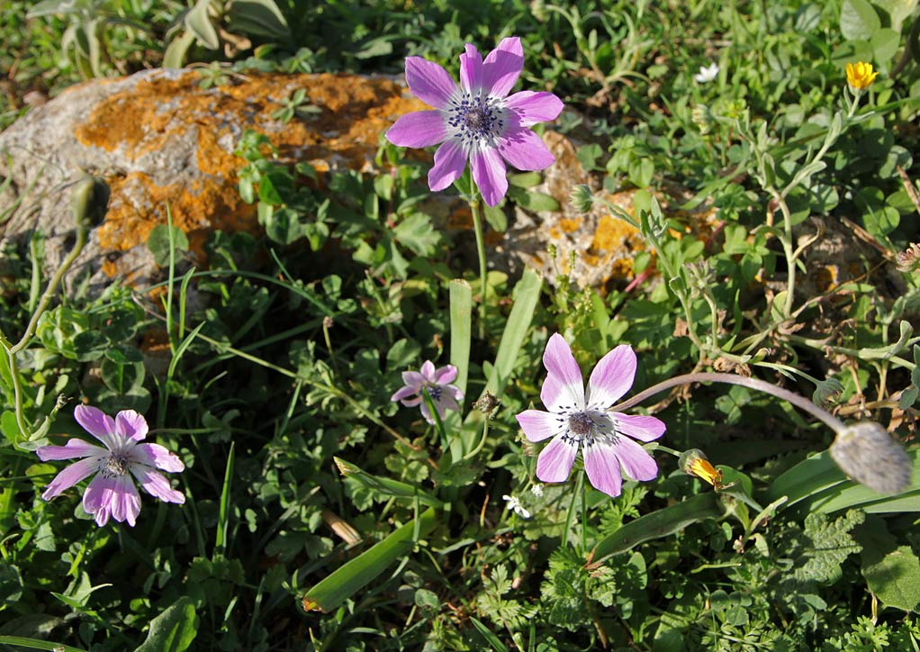 Изображение особи Anemone pavonina.