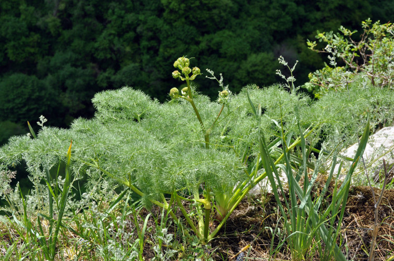 Image of Prangos ferulacea specimen.