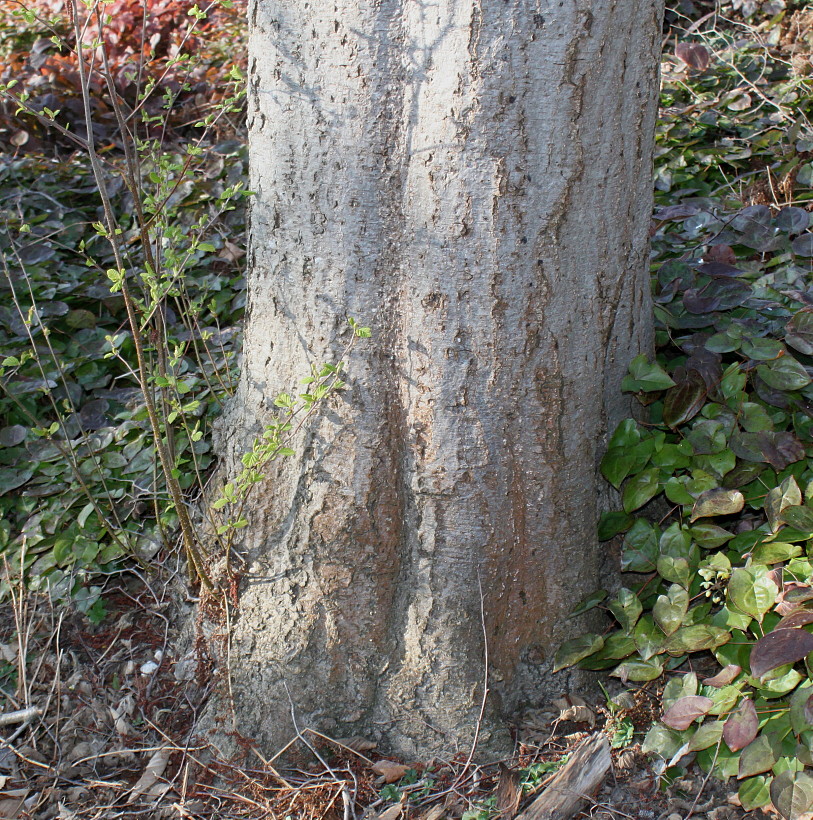 Изображение особи Alnus hirsuta.