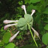 Lonicera caprifolium