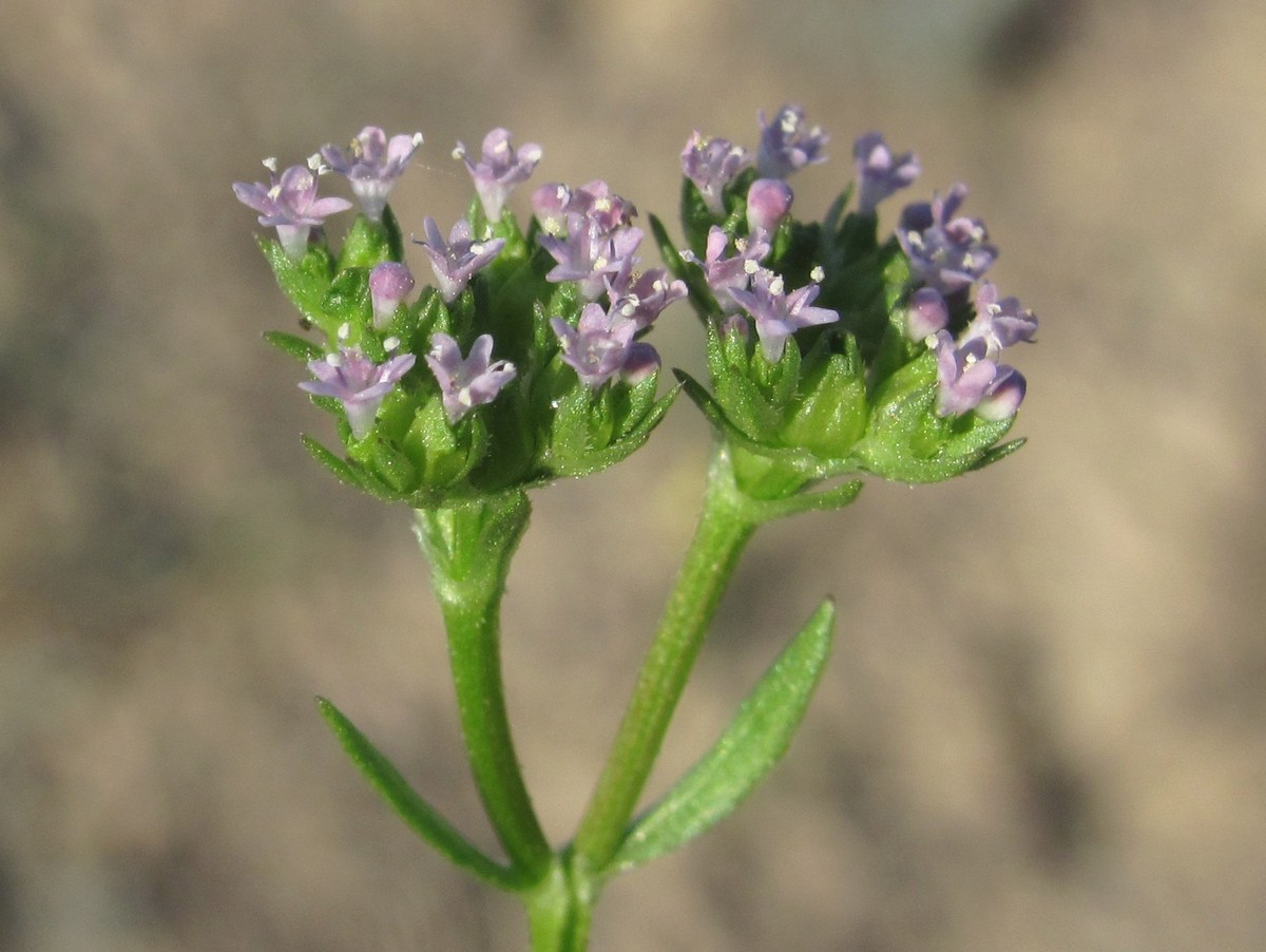 Изображение особи Valerianella pontica.