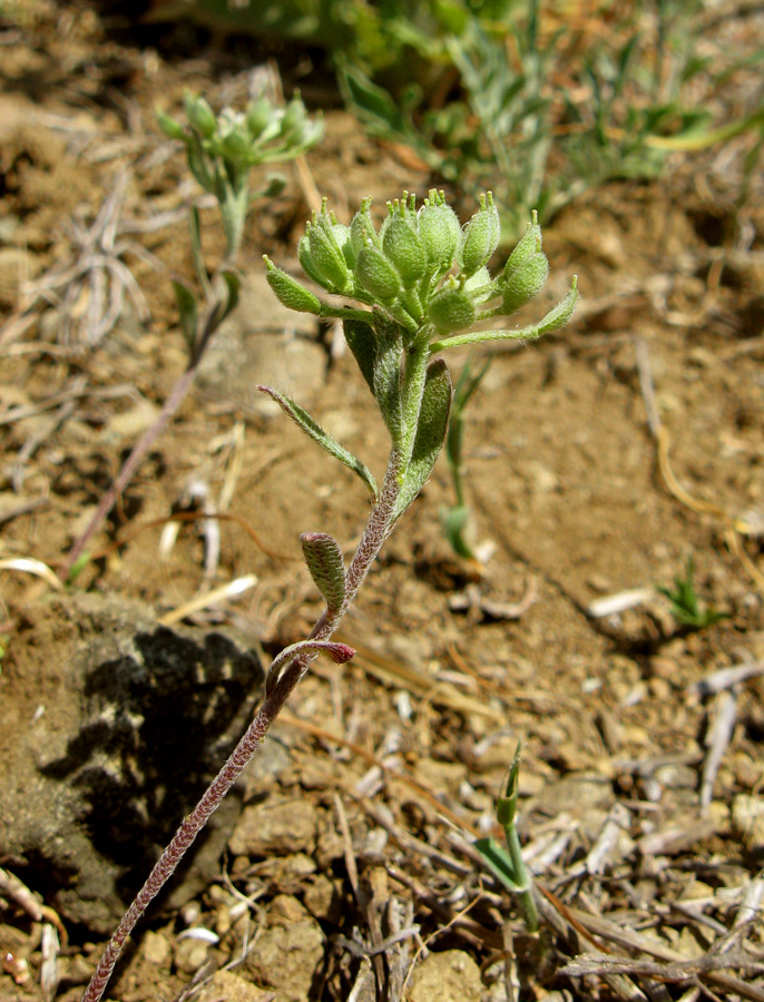 Image of Alyssum umbellatum specimen.