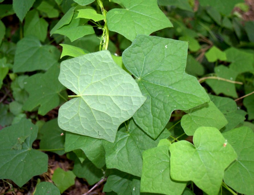 Image of Menispermum canadense specimen.