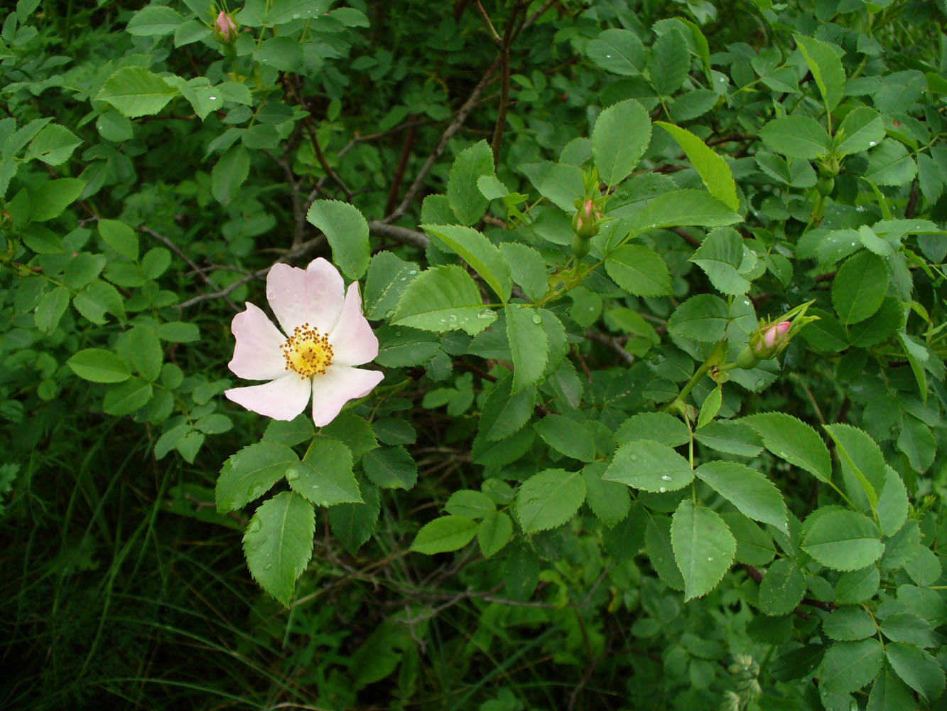 Image of genus Rosa specimen.