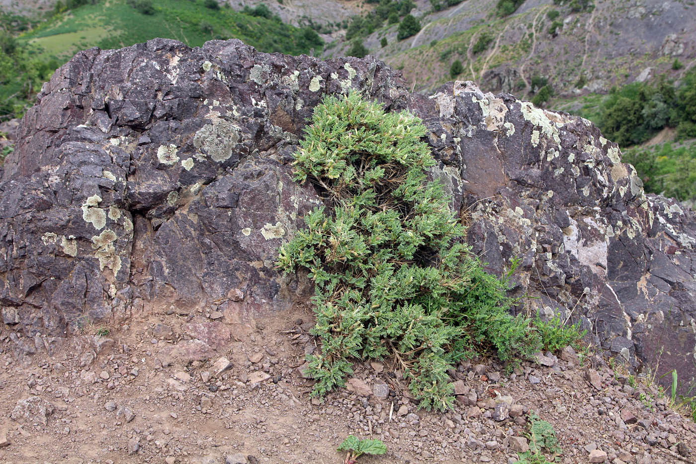 Image of Astragalus lasiosemius specimen.