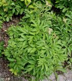 Paeonia officinalis. Плодоносящее растение. Германия, г. Дюссельдорф, Ботанический сад университета. 02.06.2014.