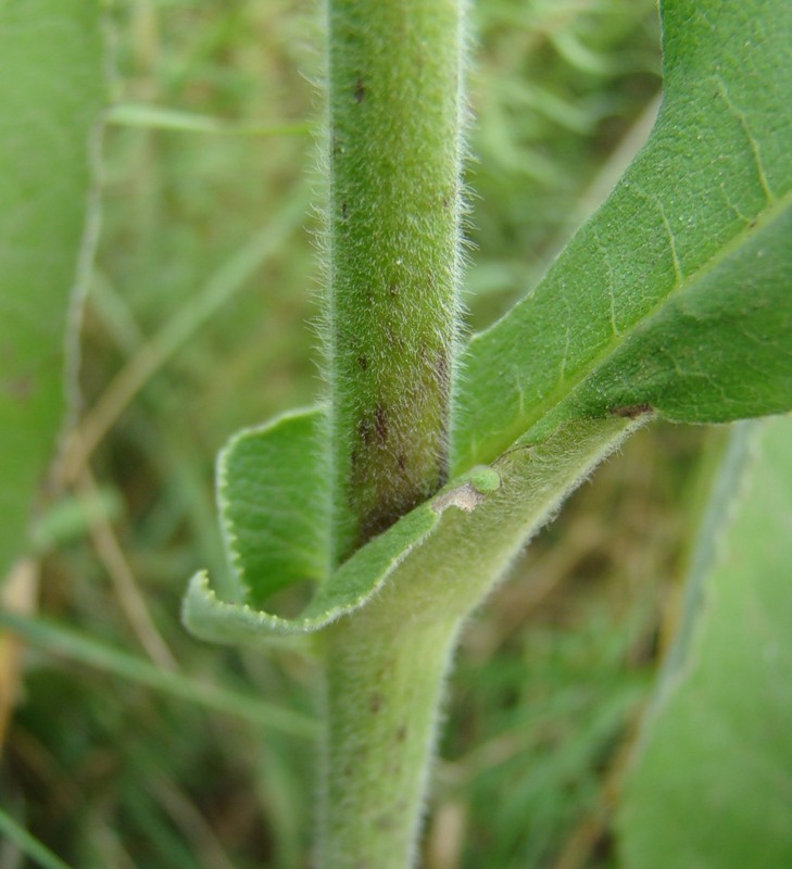 Изображение особи Inula helenium.