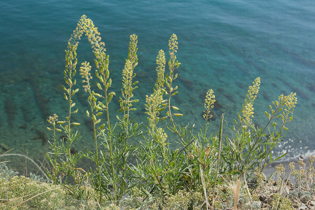 Image of Reseda lutea specimen.