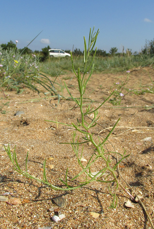 Image of Corispermum nitidum specimen.